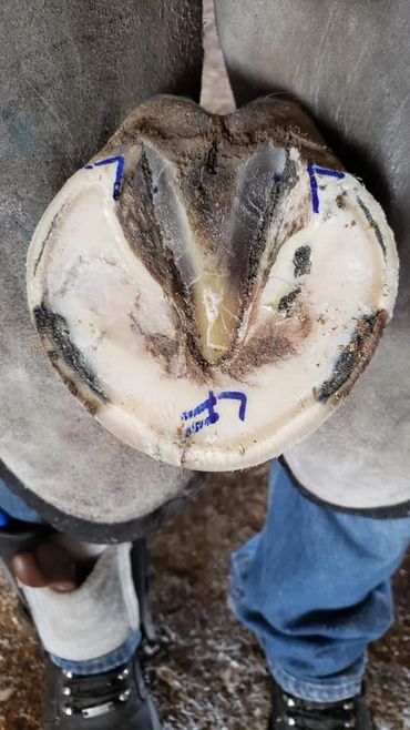 Improvement following use of Perfect Hoof Wear Poly Wraps.