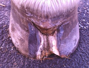 perfect hoof wear, hoof cast, hoof repair, hoof wall repair, hoof protection