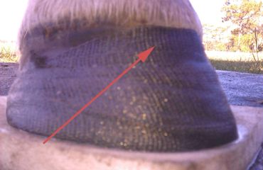 perfect hoof wear, hoof cast, hoof repair, hoof wall repair, hoof protection