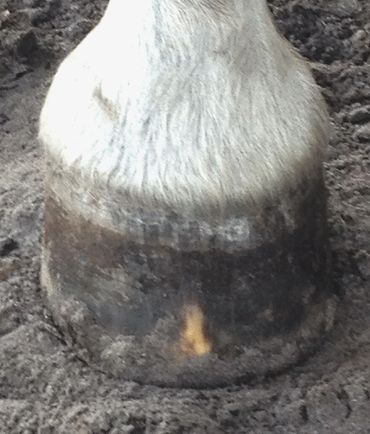 perfect hoof wear, hoof cast, hoof repair, hoof wall repair, hoof protection