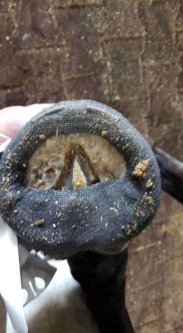 perfect hoof wear, hoof cast, hoof repair, hoof wall repair, hoof protection, horseshoe replacement