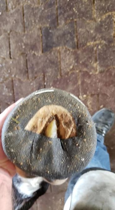 perfect hoof wear, hoof cast, hoof repair, hoof wall repair, hoof protection, horseshoe replacement