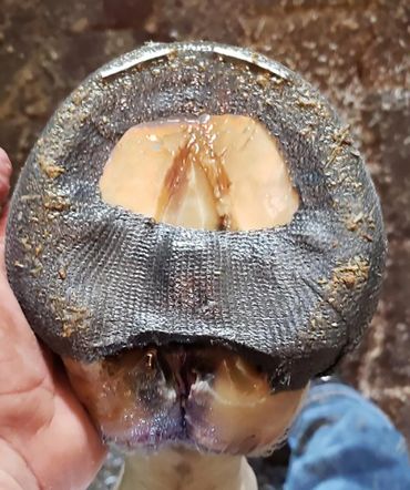 perfect hoof wear, hoof cast, hoof repair, hoof wall repair, hoof protection