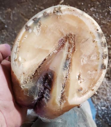 hoof care, thrush, hoof wall growth, contracted heels