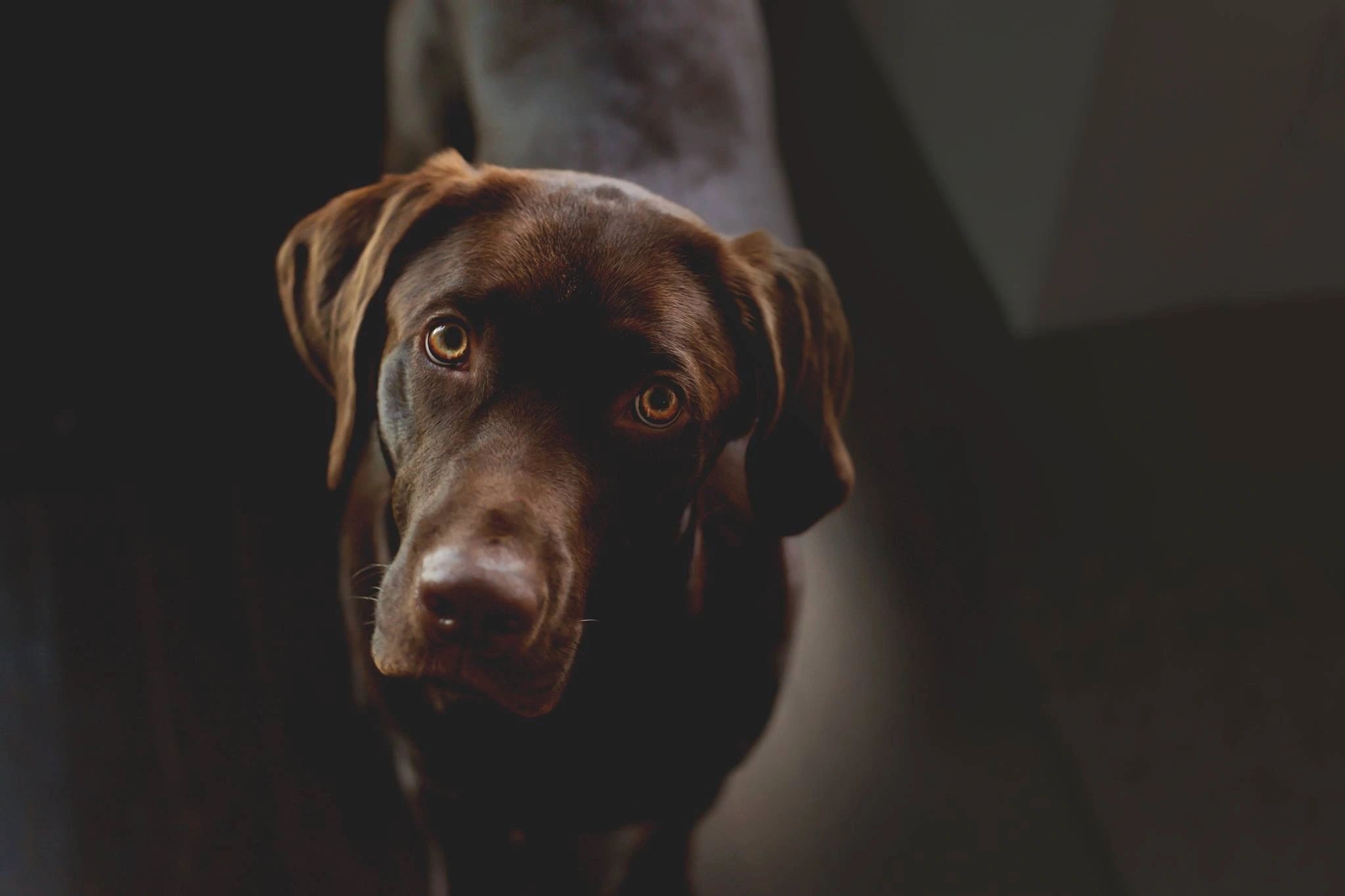 Lucky Labs Chocolate Lab Puppies for Sale, Lab Puppies for Sale