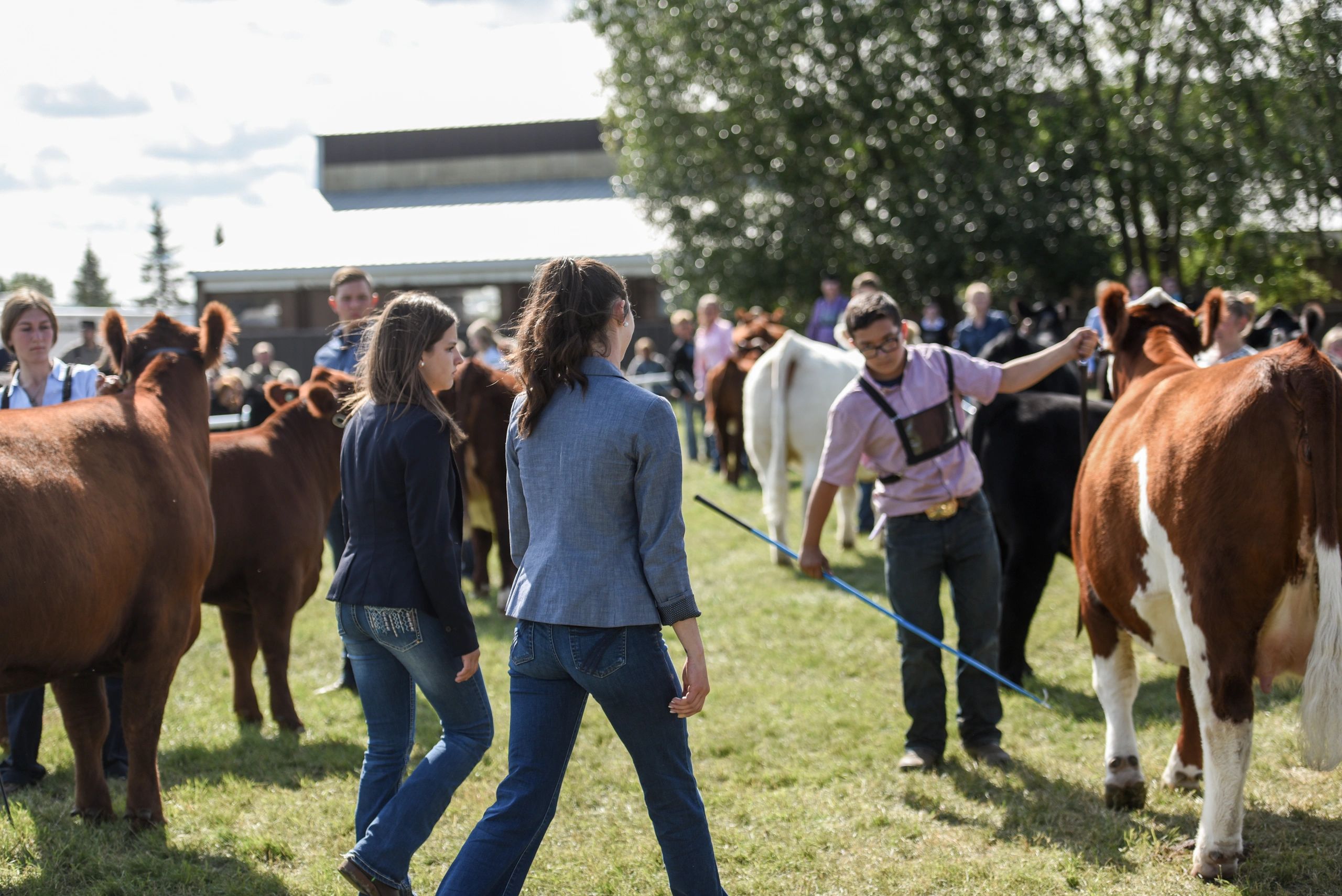 National Young Cattleman Bashaw Agricultural Show Committee