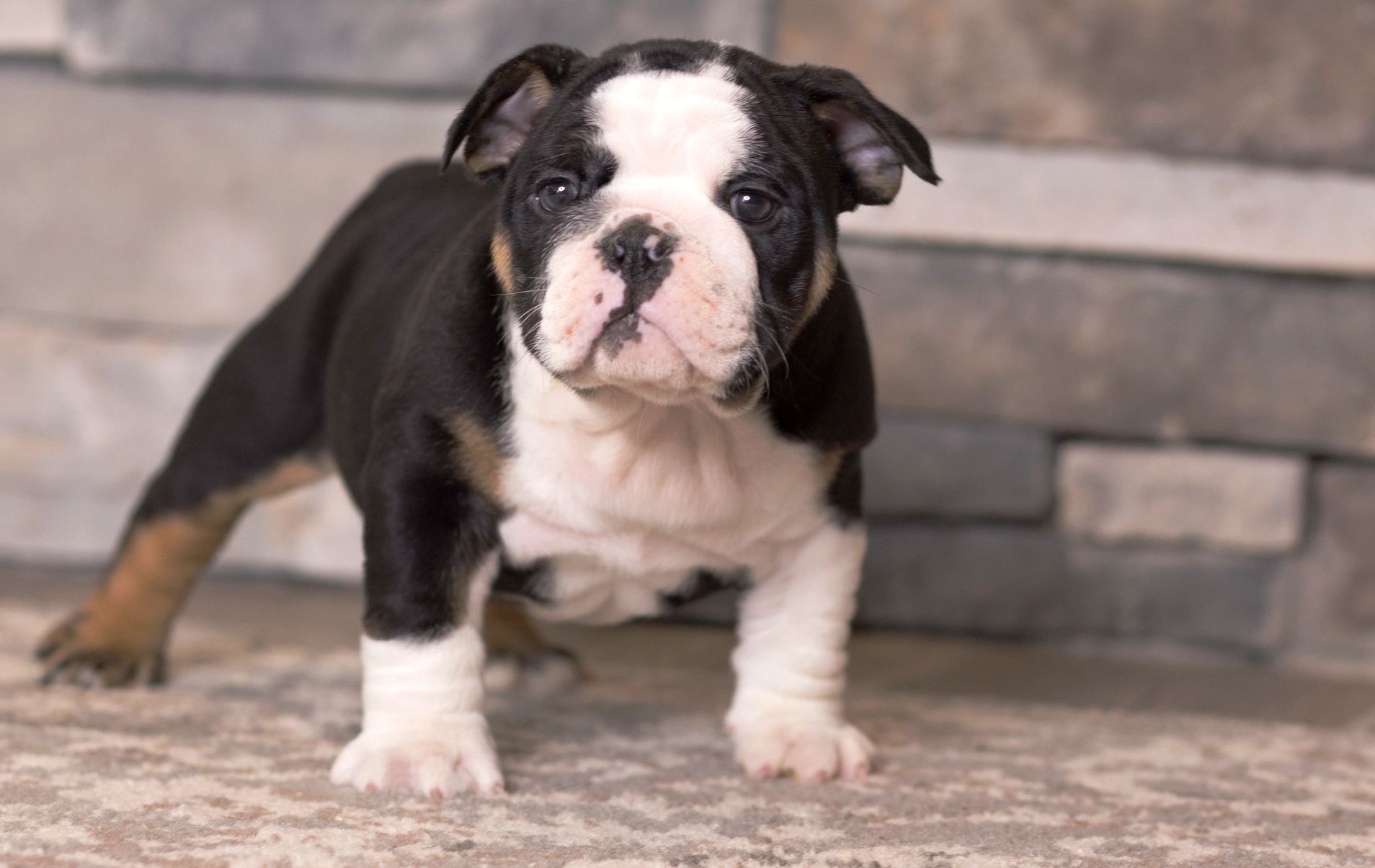 english bulldog for sale, english bulldog puppies, Mississippi , merle, standard, tri, lilac, AKC