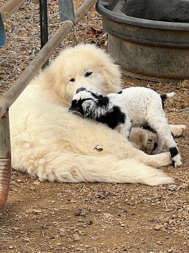 Lucy is doing well with the babies