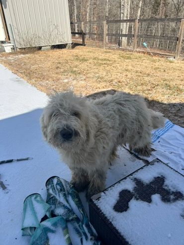 Sebastian waiting to go back to his goats.