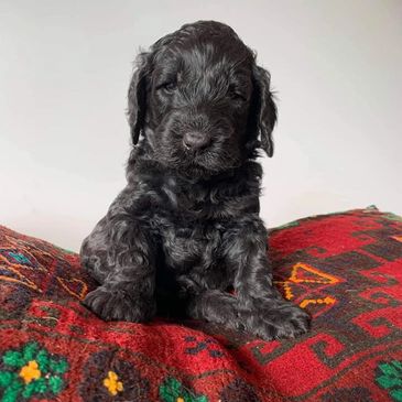 Breeder Credit: Apache Park Groodles    Groodle puppy