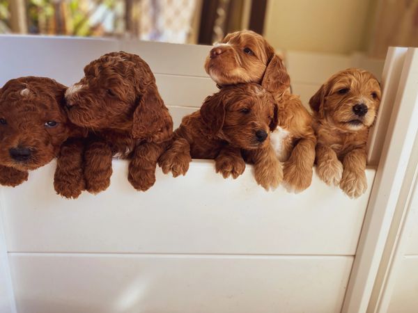 Northern Beaches Groodles