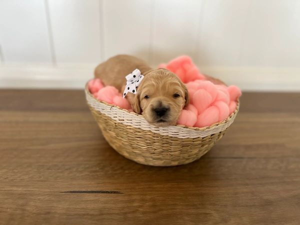 FAIRVIEW Park Groodles