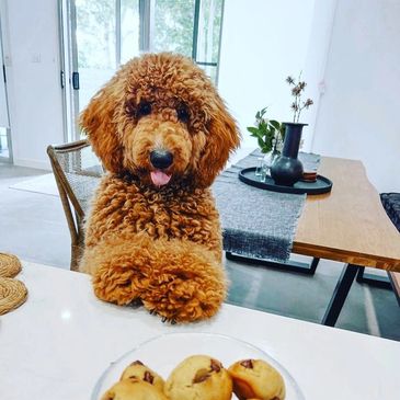 Breeder credit: Apache Park Groodles  Groodle Puppy