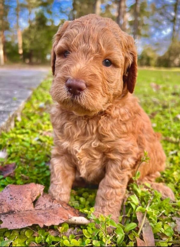 Misty Mountain Groodles
