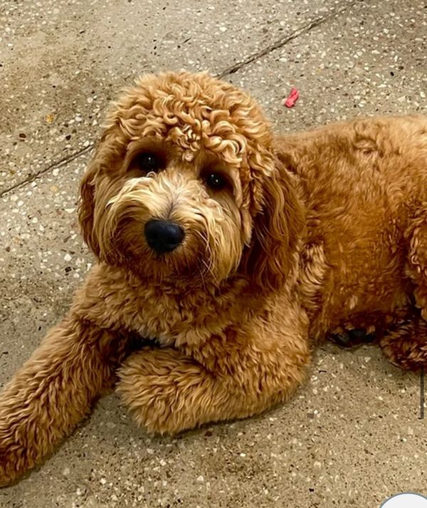 Hidden Valley Groodles