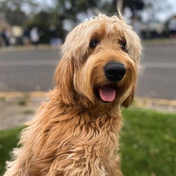 Bred by Apache Park Groodles