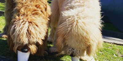 Northern Beaches Groodles