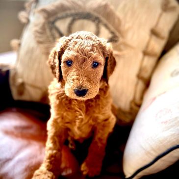 Breeder Credit: Northern Beaches Groodles Groodle puppy