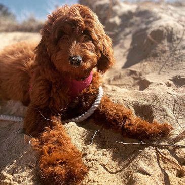 Breeder credit: Apache Park Groodles  Northern Beaches Groodles Groodle Puppy