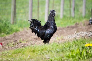 Shiny black chicken standing on a farm pathway.