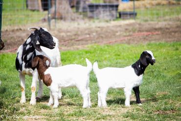 Three young goats standing on grass in a fenced farm area.
