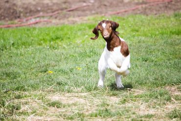 A playful young goat jumping on green grass.