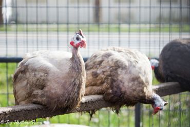 Three chickens perched on a wooden beam inside a fenced area.