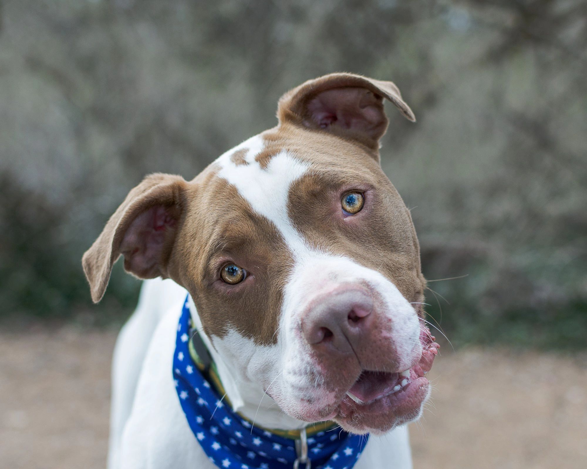 Boarding Spencer Kennel