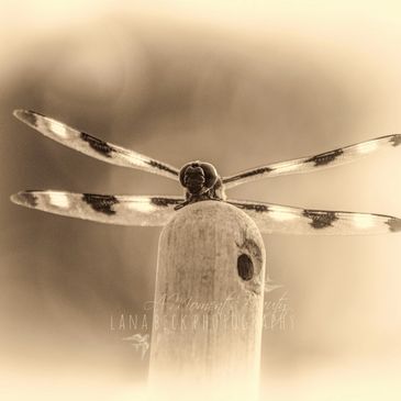 Lana Beck Photography, facebook