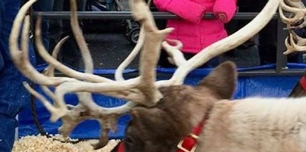 reindeer, reindeer antler, antler, genuine reindeer antler