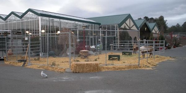 reindeer, reindeer leases, reindeer leasing, live reindeer, holidays, Beaver Bark