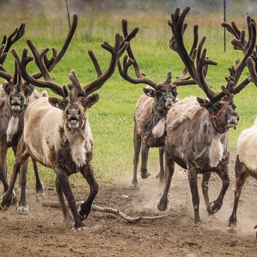 Lana Beck Photography, animals, photos