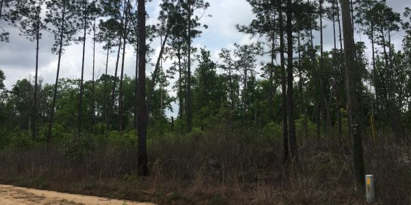 #VEGETATION, #UNDERGROWTH, #REMOVAL, #FORESTRYMULCHING, #LANDCLEARING