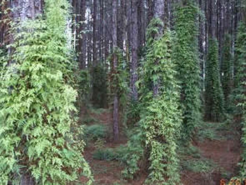 #INVASIVESPECIES, #INASIVESPECIESMANAGEMENT, #NEARME, #GADSDENCOUNTY, #LEONCOUNTY