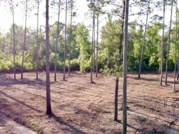 #FORESTRYMULCHING #MULCHING #LEONCOUNTY #GADSDENCOUNTY
