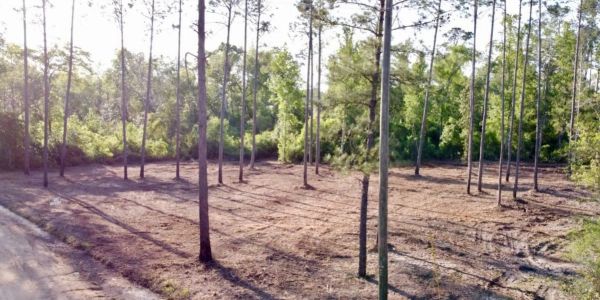 #FORESTRYMULCHING, #MULCHING, #LANDCLEARING, #CONVENTIONALCLEARING, #TREESERVICE