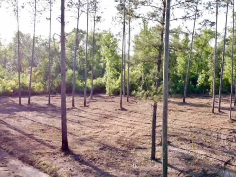 #forestrymulching #mulching #onsitelandcare #leoncounty #gadsdencounty