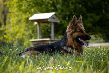 German Shepherd laying in the grass outdoors.