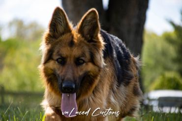 A German Shepherd dog in grass.