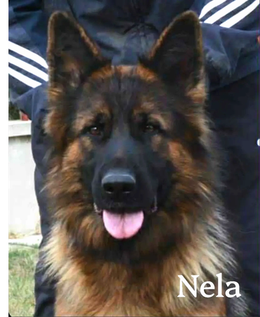 Close-up of a German Shepherd dog with its tongue out.