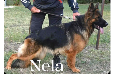 German Shepherd dog named Nela in a standing pose.