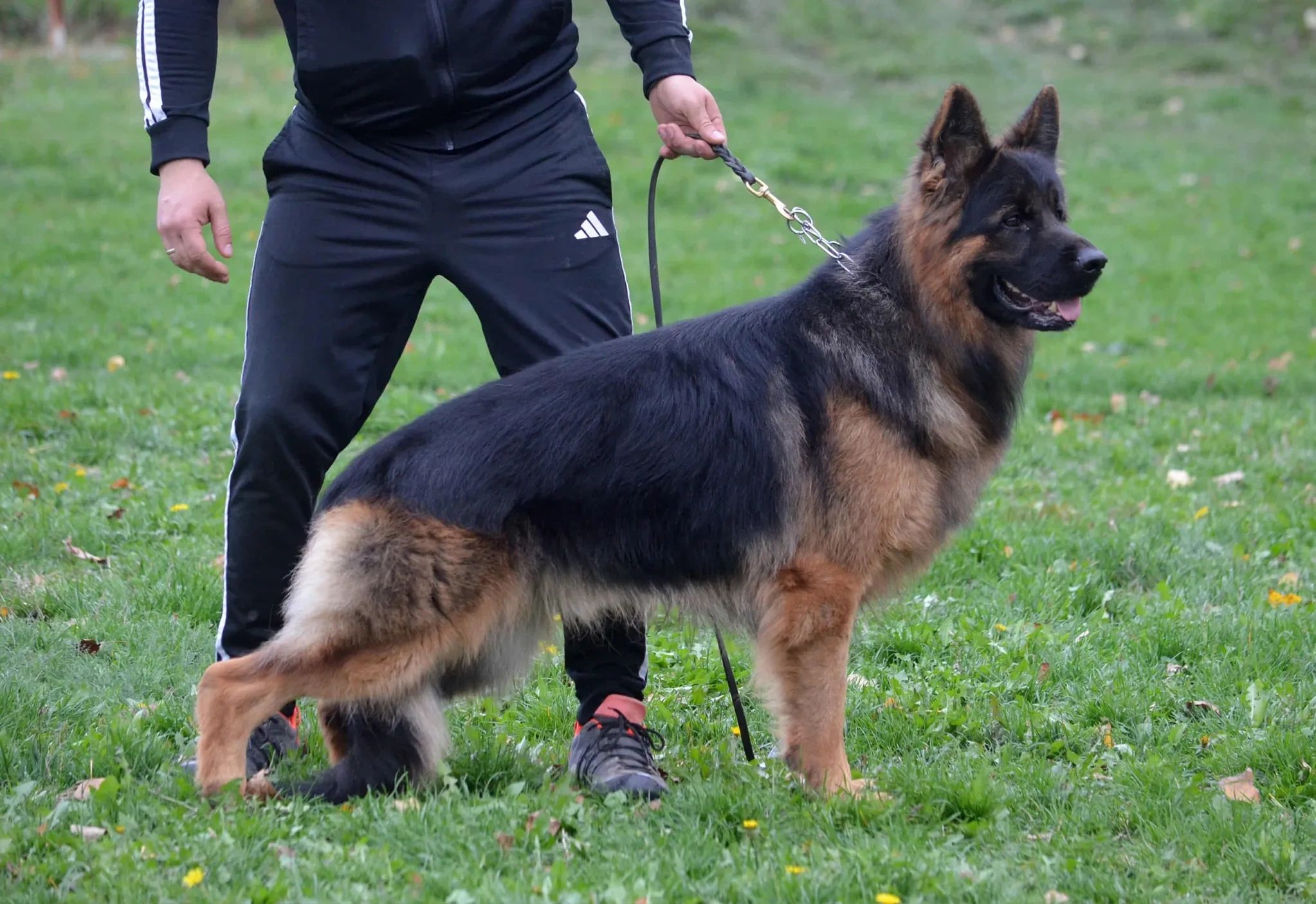 Person holding a German Shepherd dog on a leash.