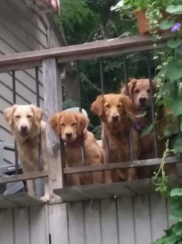 Golden Retrievers Ri