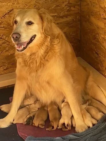 Golden Retrievers Ri
