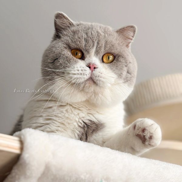 Fluffy gray and white cat with striking amber eyes looking curiously.