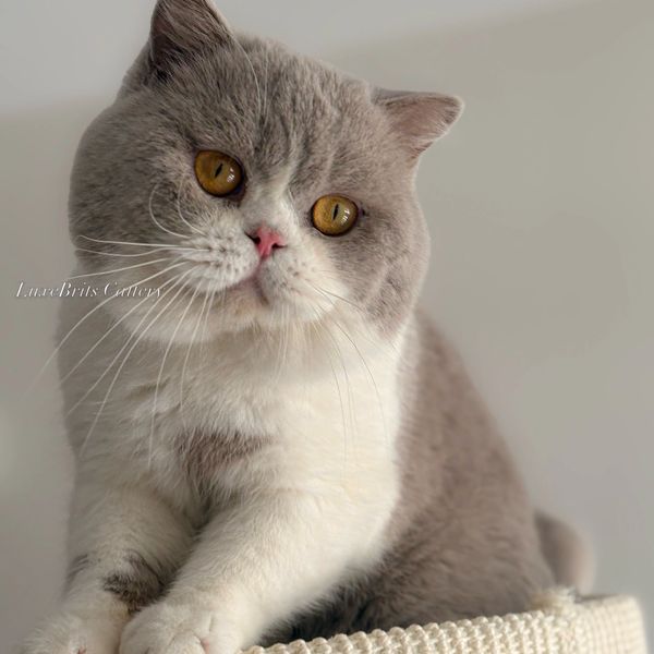 A fluffy gray and white British Shorthair cat with amber eyes.