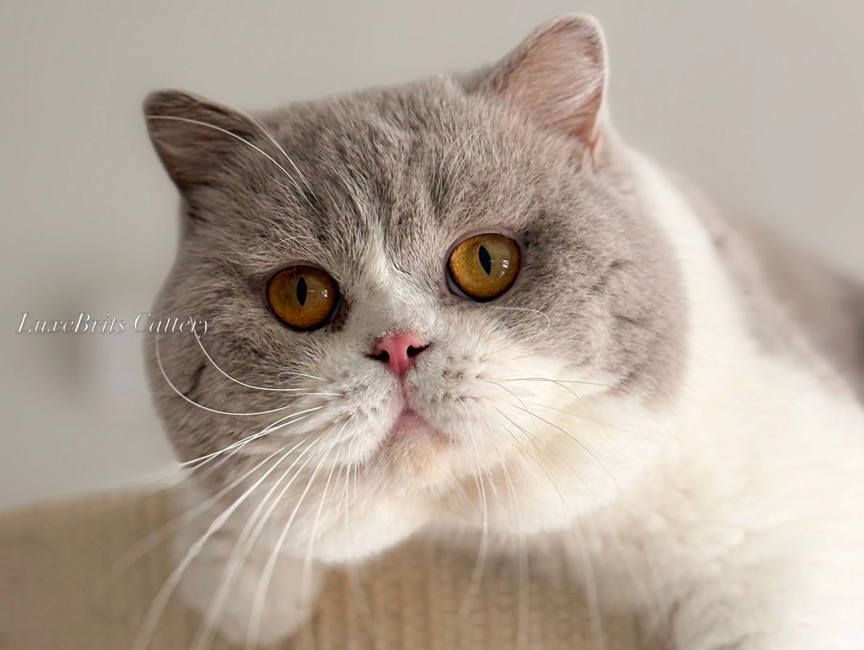 Close-up of a British Shorthair cat with amber eyes and a pink nose.