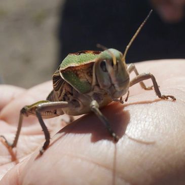 Un chapulinsote! insectosgourmet.com.mx