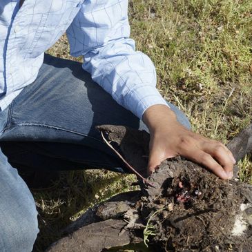 Venta de Gusano Rojo y Gusano blanco de Maguey en Monterrey