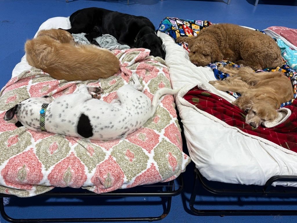 cagefree dog boarding slumber party